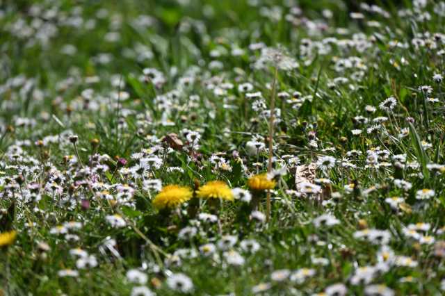 DSC_3799.JPG