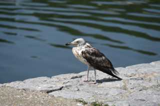 DSC_4415.JPG
