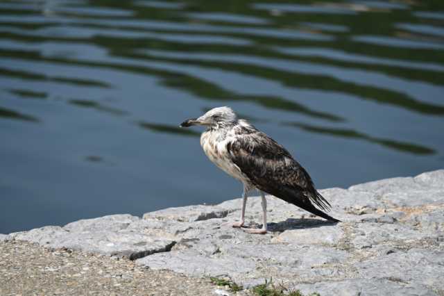 DSC_4415.JPG