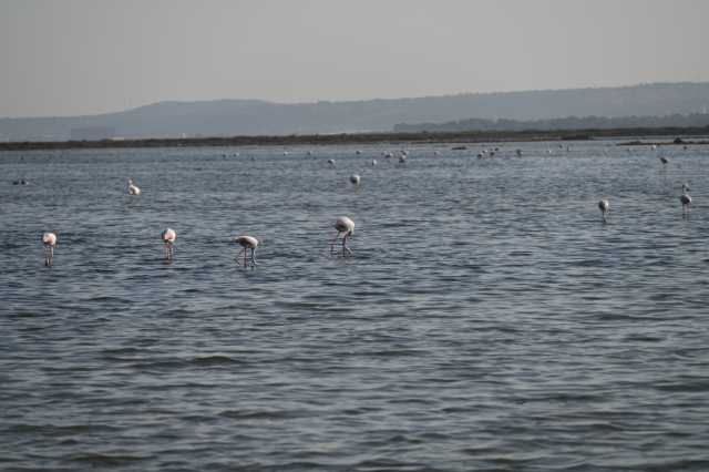 DSC_4558.JPG