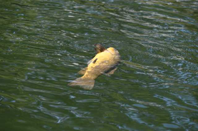 DSC_5617.JPG