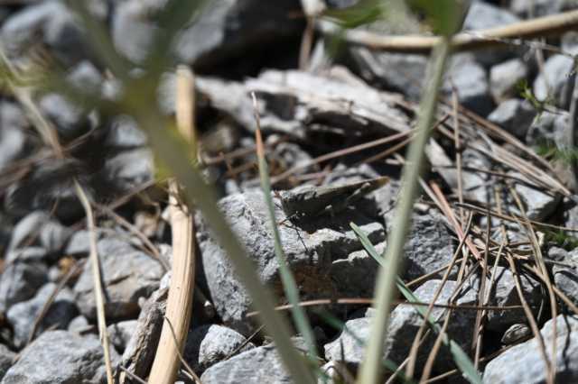 DSC_6763.JPG
