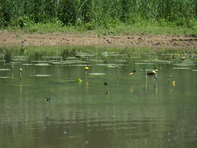 IMGP0406.JPG
