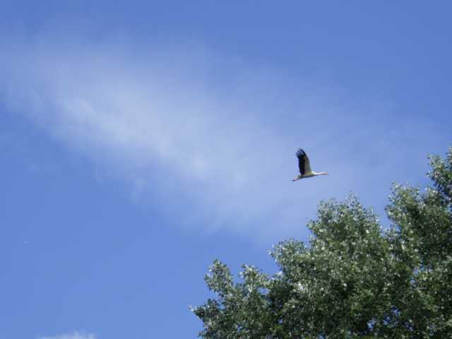 IMGP0421.JPG
