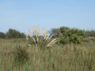 IMGP0884.JPG