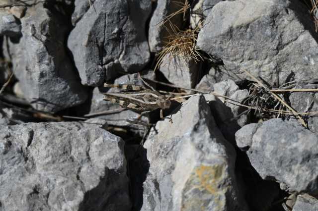 DSC_0098.JPG