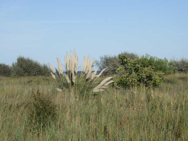 IMGP0884.JPG
