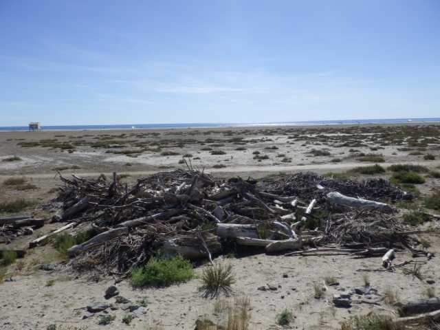 IMGP0907.JPG
